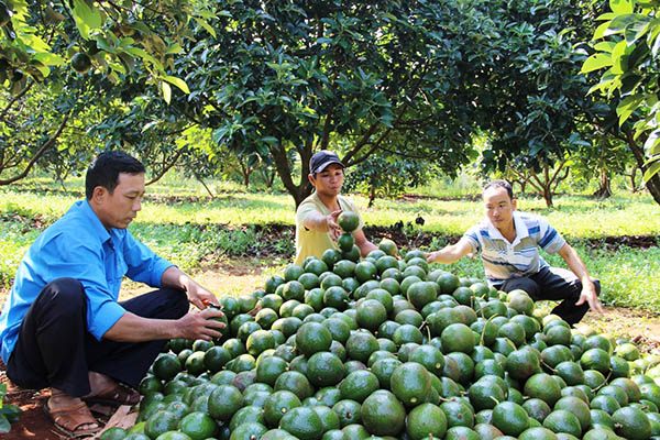 nhung giong bo ngon 5 - Các giống bơ ngon phổ biến nhất hiện nay