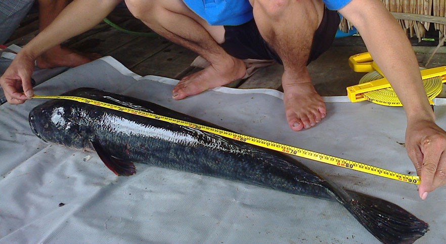 Tiền Giang: Cá lóc khổng lồ bị bắt