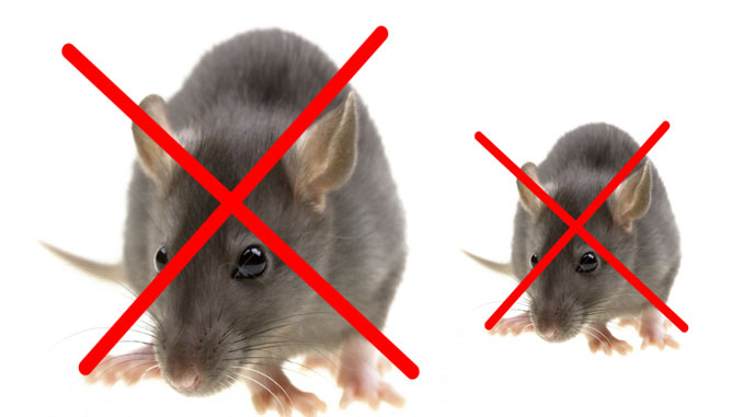 Dịch vụ diệt chuột hiệu quả – Bán thuốc diệt chuột tại banthuocdietchuot.com