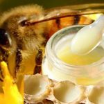 sua ong chua 4 150x150 - Kỳ diệu từ thiên nhiên: Sữa ong chúa