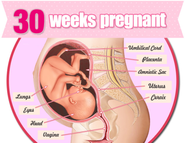 mang thai tuan thu 30 - Mang thai tuần thứ 30: Những thông tin bà bầu cần biết