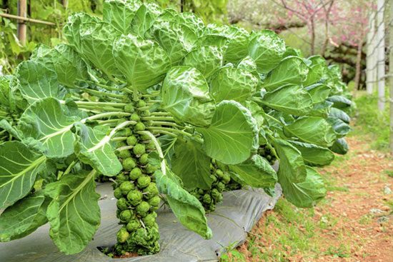 Đôi dòng về loại rau mang tên sú kẹp nách Đà Lạt doi dong ve loai rau mang ten su kep nach da lat 550x367 - Đôi dòng về loại rau mang tên sú kẹp nách Đà Lạt