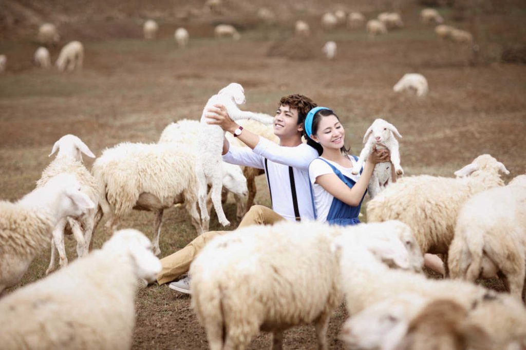 doi cuu o vung tau mang den trai nghiem tuyet voi1 1024x683 - Đồi cừu ở Vũng Tàu mang đến trải nghiệm tuyệt vời