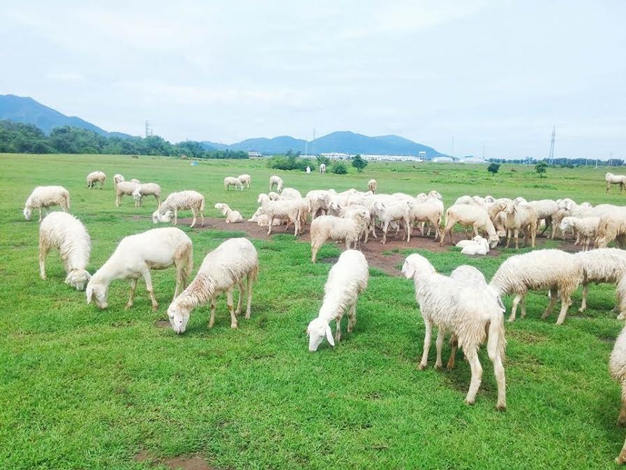 doi cuu o vung tau mang den trai nghiem tuyet voi2 - Đồi cừu ở Vũng Tàu mang đến trải nghiệm tuyệt vời