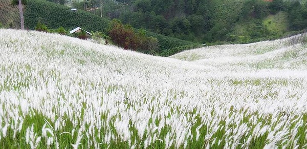 Chiêm ngưỡng khung cảnh thần tiên trên đồi cỏ tranh Lạc Dương