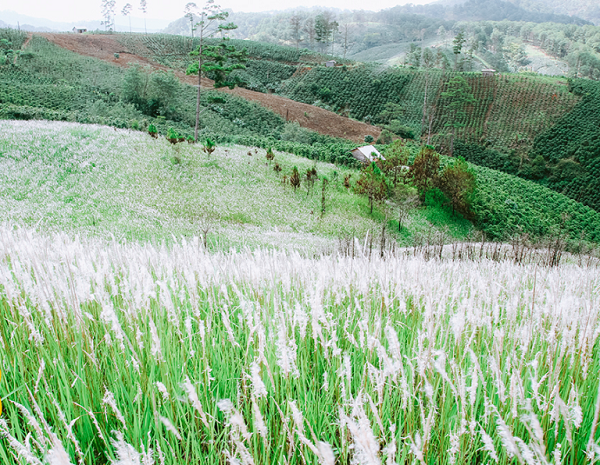 doi co tranh lac duong 2 1 - Chiêm ngưỡng khung cảnh thần tiên trên đồi cỏ tranh Lạc Dương